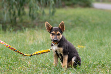 A small mongrel puppy.A small cute puppy was adopted from a shelter.Adaptation and socialization of homeless animals.