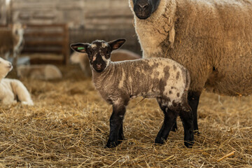 Sheep and lambs during the indoor lambing season in Germany