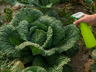 Natural cabbage treatment, spraying a natural mixture on the foliage to repel caterpillars and...