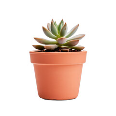 Fototapeta premium A Small Succulent Plant in a Terra Cotta Pot. Isolated on a Transparent Background. Cutout PNG.