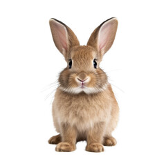 Obraz premium Cute Rabbit. Isolated on a Transparent Background. Cutout PNG.