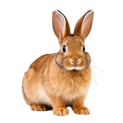 Fototapeta premium Cute Rabbit. Isolated on a Transparent Background. Cutout PNG.