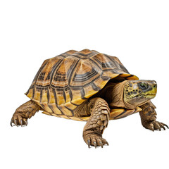 Obraz premium Turtle - A Turtle Isolated Showcasing Its Shell and Slow. Paced Yet Enduring Nature. Isolated on a Transparent Background. Cutout PNG.