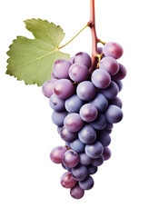 Fototapeta premium a bunch of purple grapes on a white background,
