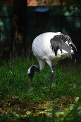 garza comiendo