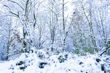 Winter landscape of a snowy park. The branches of bushes and trees are covered with a layer of white snow.