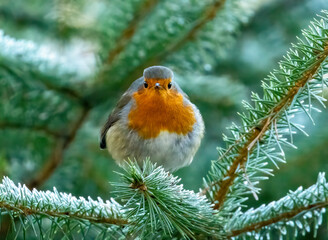 Robin redbreast in the woodland in frosty, winter weather