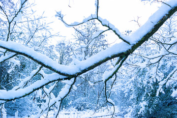 Winter landscape of a snowy park. The branches of bushes and trees are covered with a layer of white snow.