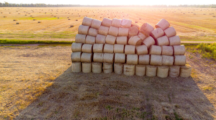Many twisted dry wheat straw in roll bales on field during sunset sunrise. Large bales of straw...