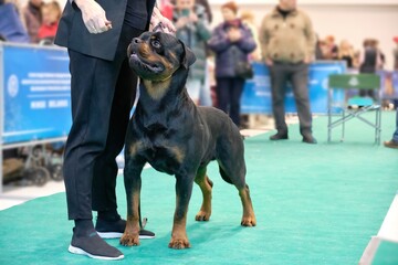 A Rottweiler dog in a rack next to a man at a dog show