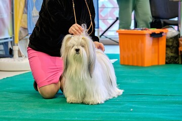 Handler demonstrates the lines of a shih tzu dog at a dog show