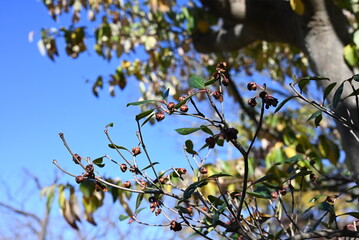 Japanese ternstroemia ( Ternstroemia gymnanthera ) fruits. Pentaphylacaceae evergreen tree. The fruit ripens in autumn, and the thick skin splits to release orange-red seeds.