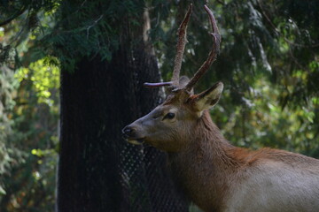 ciervo / venado