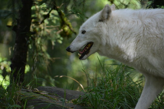 lobo blanco en bosque