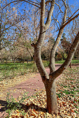 Empty public park in Ifran, Morocco