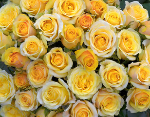 Full frame shot of yellow roses