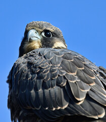 Juvenile Falcon