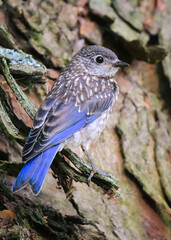 Eastern Bluebird on Tree Trunk