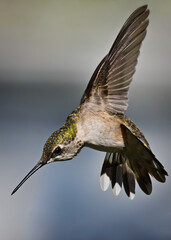 Anna's Hummingbird