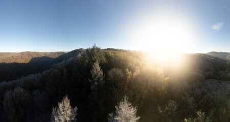 Winter forest - drone view