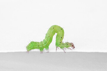 Close-up of a green caterpillar 