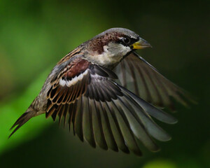 Sparrow in flight