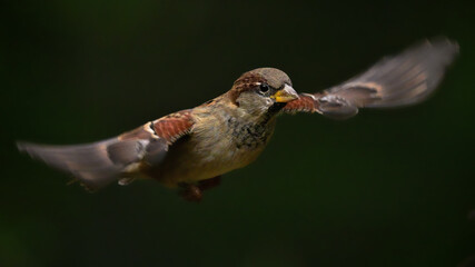 Sparrow in flight