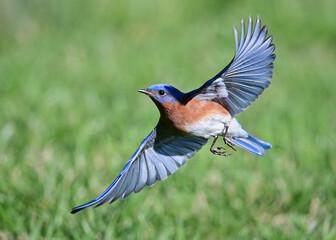 Eastern Bluebird in Flight