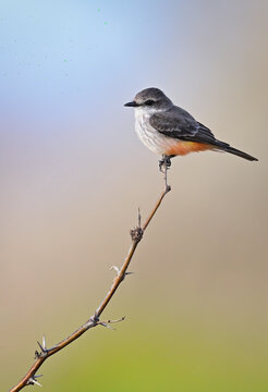 Yellow-bellied Flycatcher on a branch.
