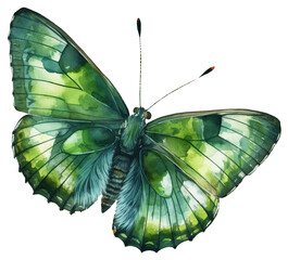 Watercolor illustration of a green butterfly . Ai generated. Transparent background, png.