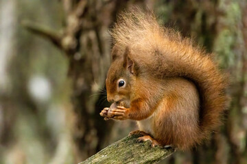 Naklejka na ściany i meble hungry scottish red squirrel in the snow in the forest with a nut