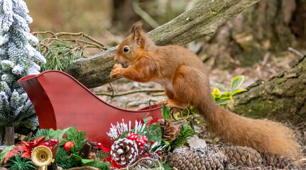 Beautiful little scottish red squirrel in the woodland with Santa's sleigh and gifts for Christmas