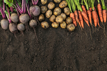 Soil ground texture with root vegetables background, autumn harvest, copyspace. Bunch of carrot,...