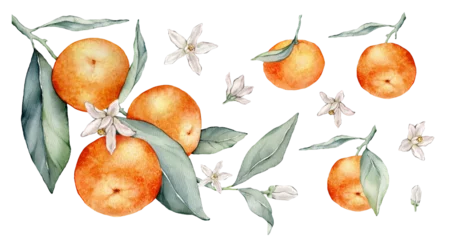 Foto op Plexiglas Set of mandarin branches with green leaves and flower. Hand drawn tangerines isolated background. Watercolor clipart illustrations. collection of citrus fruits. orange botanical painting © Ekatmart