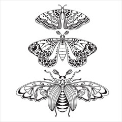 Set of beautiful butterflies and other insects. Dragonfly insect. Decorative stylized insect drawn by hand in black. wings Beetle. Vector illustration on a white background.