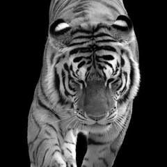 Amur Siberian tiger is a Panthera tigris tigris population in the Far East, particularly the Russian Far East and Northeast China