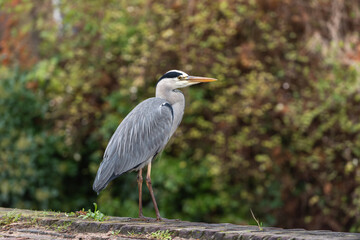 An adult gray heron (Ardea cinerea) in breeding plumage against a background of autumn - 687698742