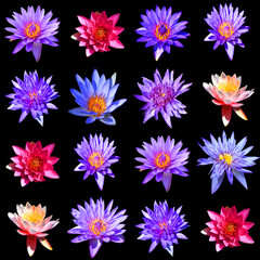 Water lily. Nymphaeaceae is a family of flowering plants. Members of this family are commonly called water lilies