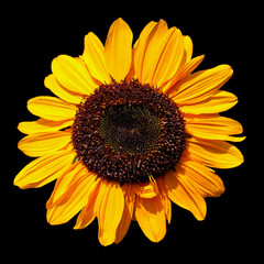 Naklejka premium Sunflower is an annual plant native to the Americas. It possesses a large inflorescence, and its name is derived from the flower's shape and image which is often used to depict the sun 