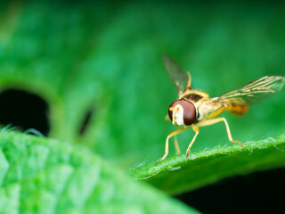 Eupeodes