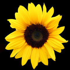 Sunflower is an annual plant native to the Americas. It possesses a large inflorescence, and its name is derived from the flower's shape and image which is often used to depict the sun
