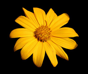 Obraz premium Rudbeckia are commonly called coneflowers and black-eyed-susans; all are native to North America and many species are cultivated in gardens for their showy yellow or gold flower