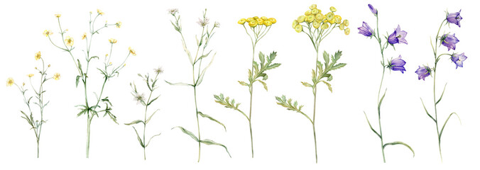 Set of meadow botanical flowers. Watercolor clipart hand drawn illustration isolated on white background. Yellow field flowers common tansy and buttercup. White stellaria holostea and bluebell