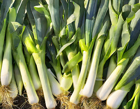 Group of leeks