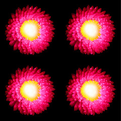 Xerochrysum bracteatum, commonly known as the golden everlasting or strawflower, is a flowering plant in the family Asteraceae native to Australia.