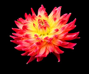 Dahlia is a genus of bushy, tuberous, perennial plants native to Mexico, Central America, and...