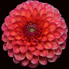 Dahlia is a genus of bushy, tuberous, perennial plants native to Mexico, Central America, and Colombia. There are at least 36 species of dahlia