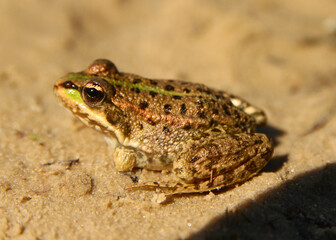 A green golden frog in a pond in the sun.