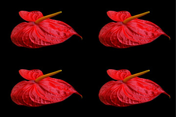 Fototapeta premium Anthuriu Schott is a genus of about 1000 species of flowering plants, the largest genus of the arum family, Araceae include anthurium, tailflower, flamingo flower and laceleaf