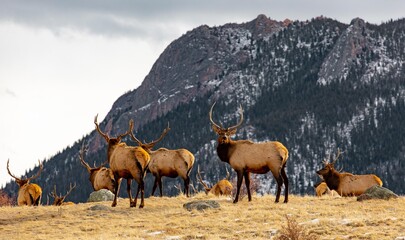 Group of Elk in the Rocky Mountains in Estes Colorado